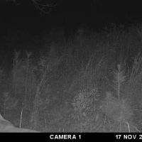 2735 acres of rolling piney woods
