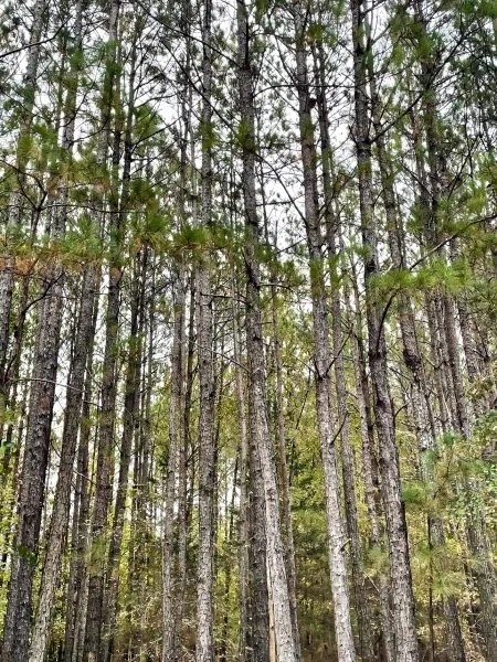 Jaudon Road Timber Tract featured image