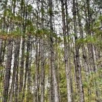 Jaudon Road Timber Tract