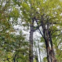 Jaudon Road Timber Tract images 2
