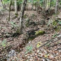 Jaudon Road Timber Tract images 3