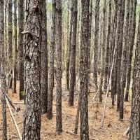 Jaudon Road Timber Tract images 4