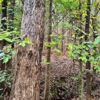 Jaudon Road Timber Tract images 5