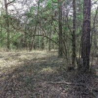 20 Acre FM 980 Huntsville TX images 4