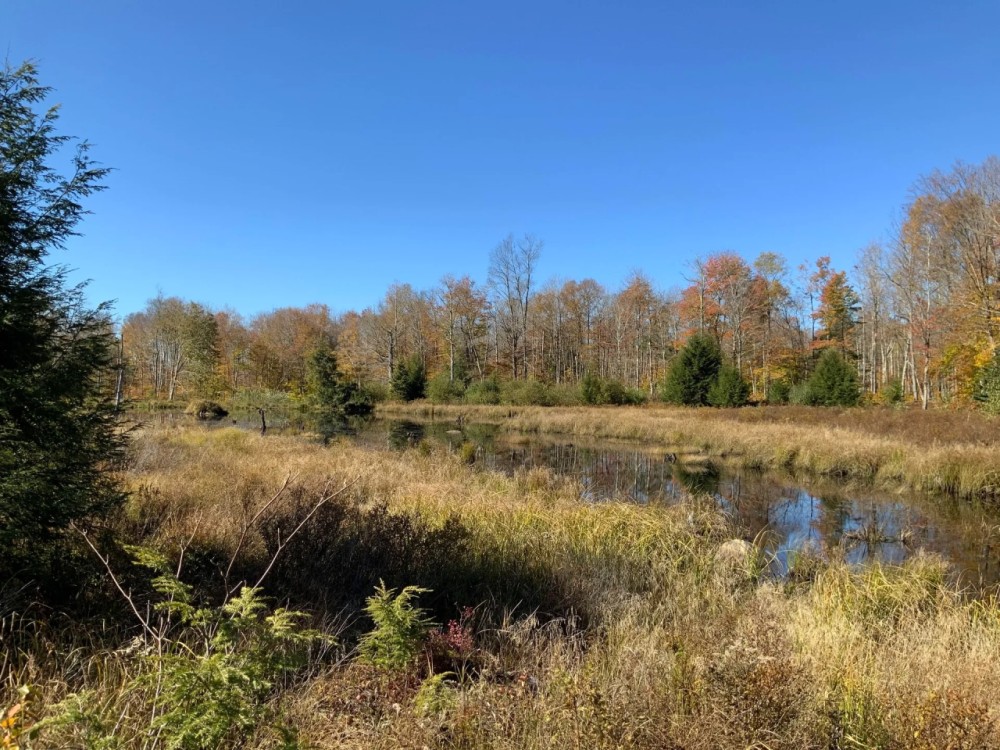 62 acres Adirondack Hunting Land Stratford NY featured image