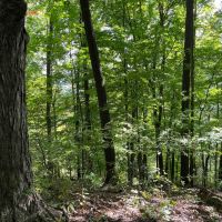 26 acres Waterfront Land on Keshequa Creek and Mature Forest in Portage NY Clancy Road images 3