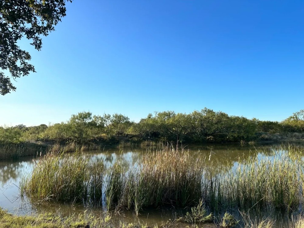 New Property 110 -Ac Cabin Callahan County featured image