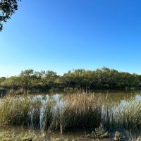 New Property 110 -Ac Cabin Callahan County