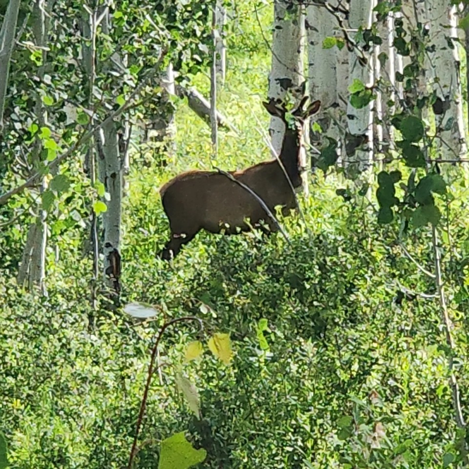 Hunting Acreage in GMU 62 with Cabin featured image