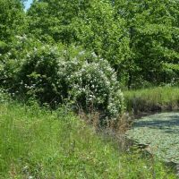 672.7 Acres - Gray Squirrel Ranch Oklahoma Hunting Land