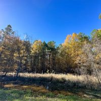 21 Acres Hwy 37 T-5 Kiskadee images 3