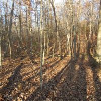 4.2 ac Arrow Trail Lot 1 images 5