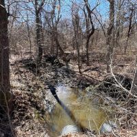 Heavily Wooded Acreage For Sale in Roxton TX images 3