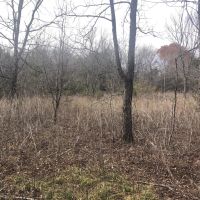 Heavily Wooded Acreage For Sale in Roxton TX images 4