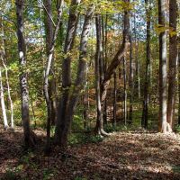 7.57 Acres of Recreational Rural Residential and Hunting Land For Sale in Pittsylvania County VA images 5