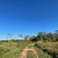 464 Acres in Winston County Mississippi images 4