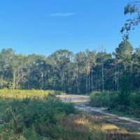 464 Acres in Winston County Mississippi images 5