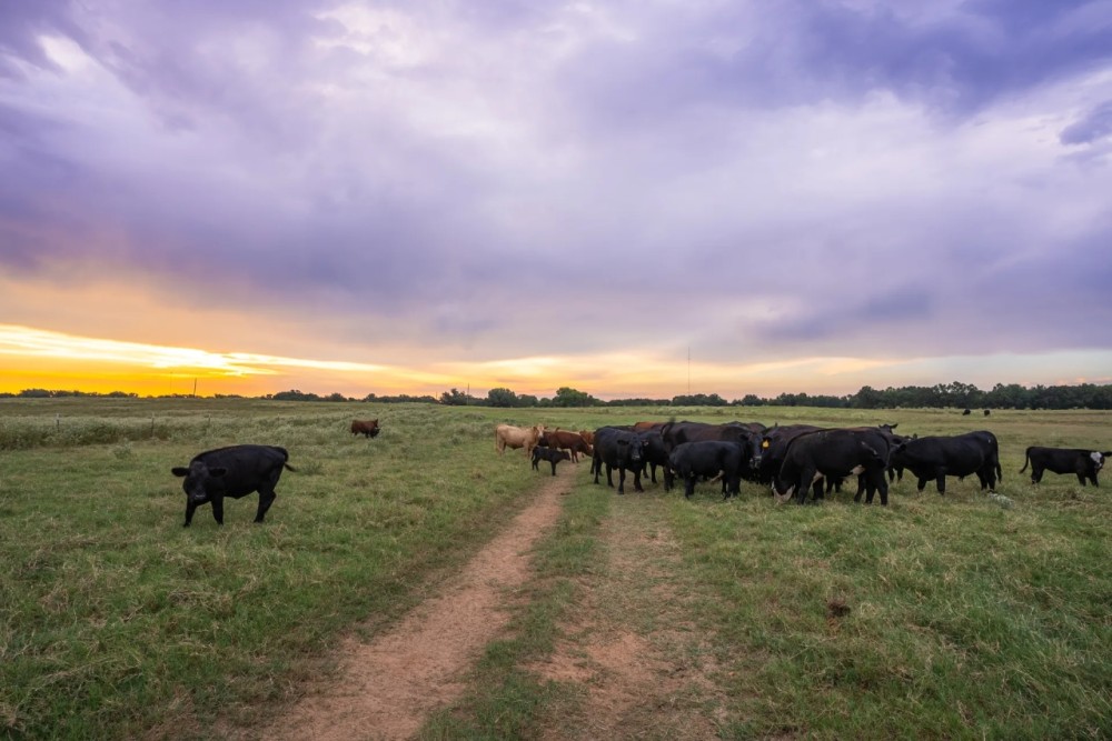 White Oak Cattle East Ranch featured image