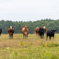 White Oak Cattle East Ranch images 5