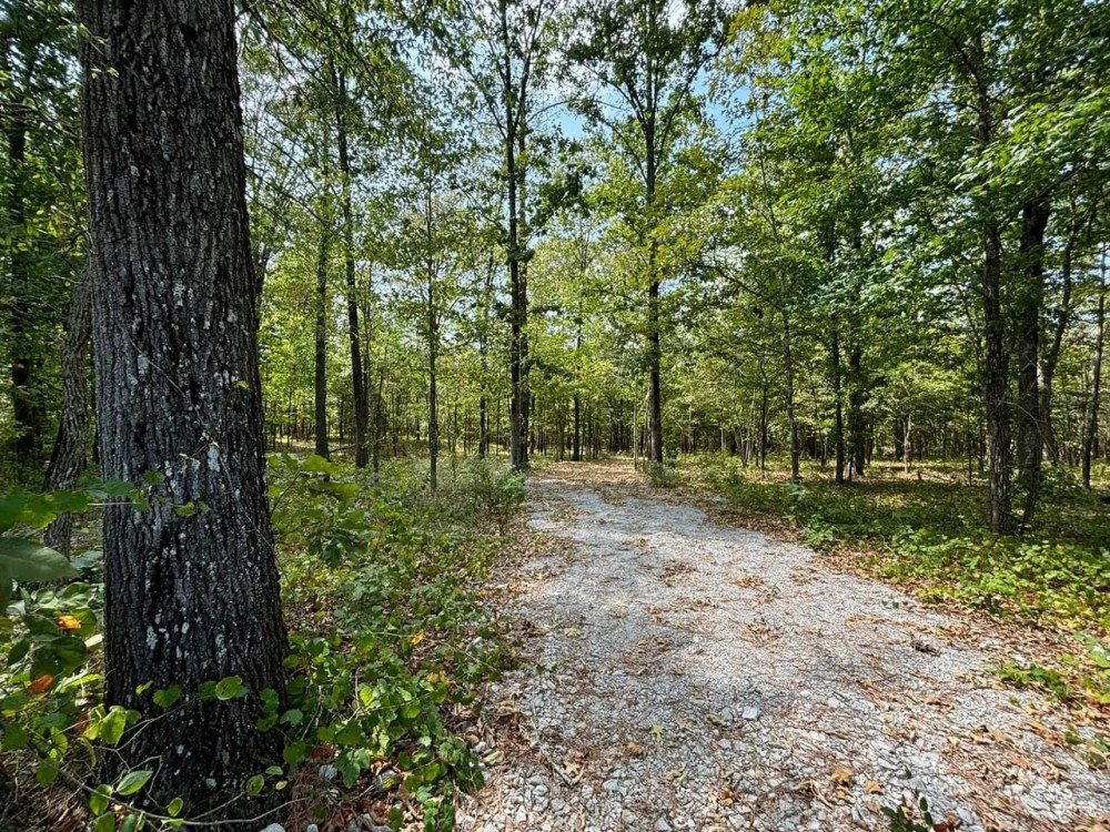White Pike 43 featured image