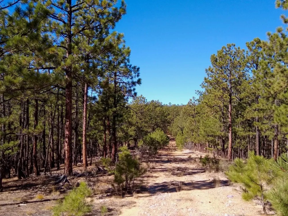 Ponderosa Pine Retreat featured image