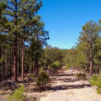 Ponderosa Pine Retreat
