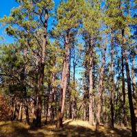Ponderosa Pine Retreat images 3