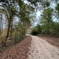 Marion County Homesite Tract 2C images 3