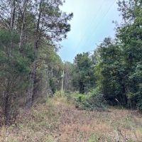Marion County Homesite Tract 2C images 5