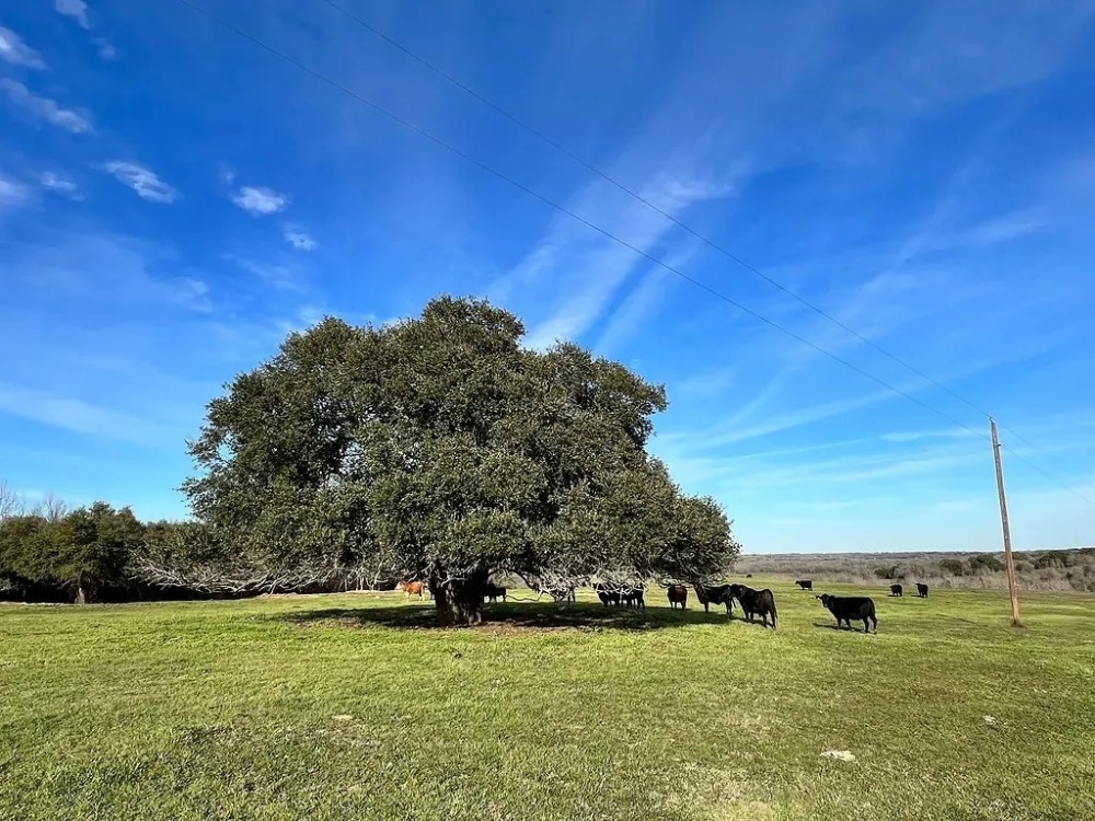 9785 Oilfield Rd Brenham TX 77833 featured image