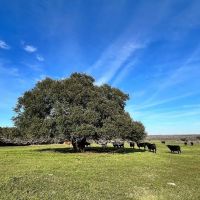 9785 Oilfield Rd Brenham TX 77833 images 1