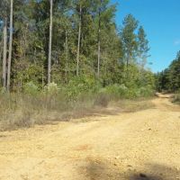 LA - Catahoula 65 acres - images 3