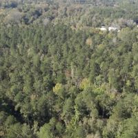 LA - Catahoula 65 acres - images 5