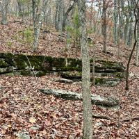 50 Acres of Timberland in Stone County Missouri images 5