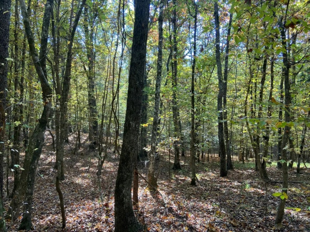 86 Acres in Lafayette County MS featured image