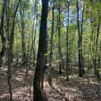 86 Acres in Lafayette County MS