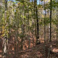 86 Acres in Lafayette County MS images 2