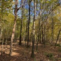 86 Acres in Lafayette County MS images 3