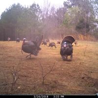 86 Acres in Lafayette County MS images 4