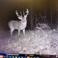 Ky deer hunting