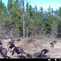 200 acres for Spring Turkey hunting only