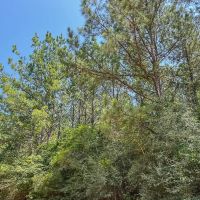79 Acres T-15 Saron images 5