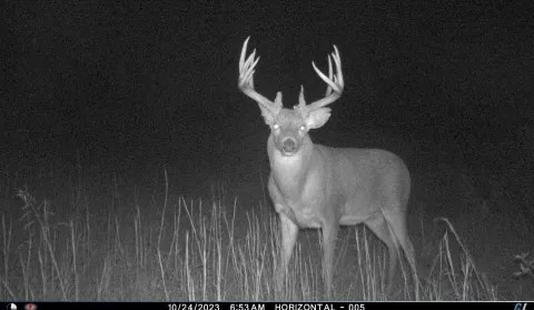 Grundy Whitetails 81 featured image