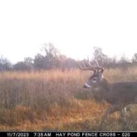 Grundy Whitetails 81 images 2