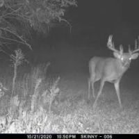 Grundy Whitetails 81 images 5