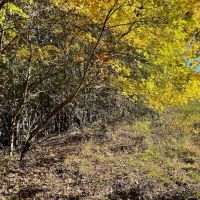 7.03 Acres of Residential or Recreational Land for Sale in Halifax County VA images 3