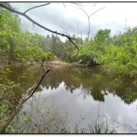 53.2 Acres in Simpson County in Mendenhall MS