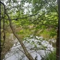 53.2 Acres in Simpson County in Mendenhall MS images 3