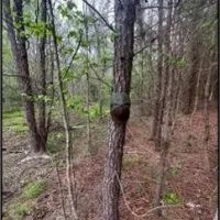 53.2 Acres in Simpson County in Mendenhall MS images 4