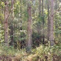 Sandy Grove Road images 5